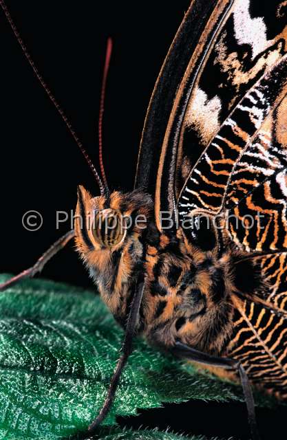 Caligo atreus.JPG - in "Portraits d'insectes" ed. SeuilCaligo atreus  (Portrait)Papillon chouetteOwl butterflyLepidopteraNymphalidaeGuyane